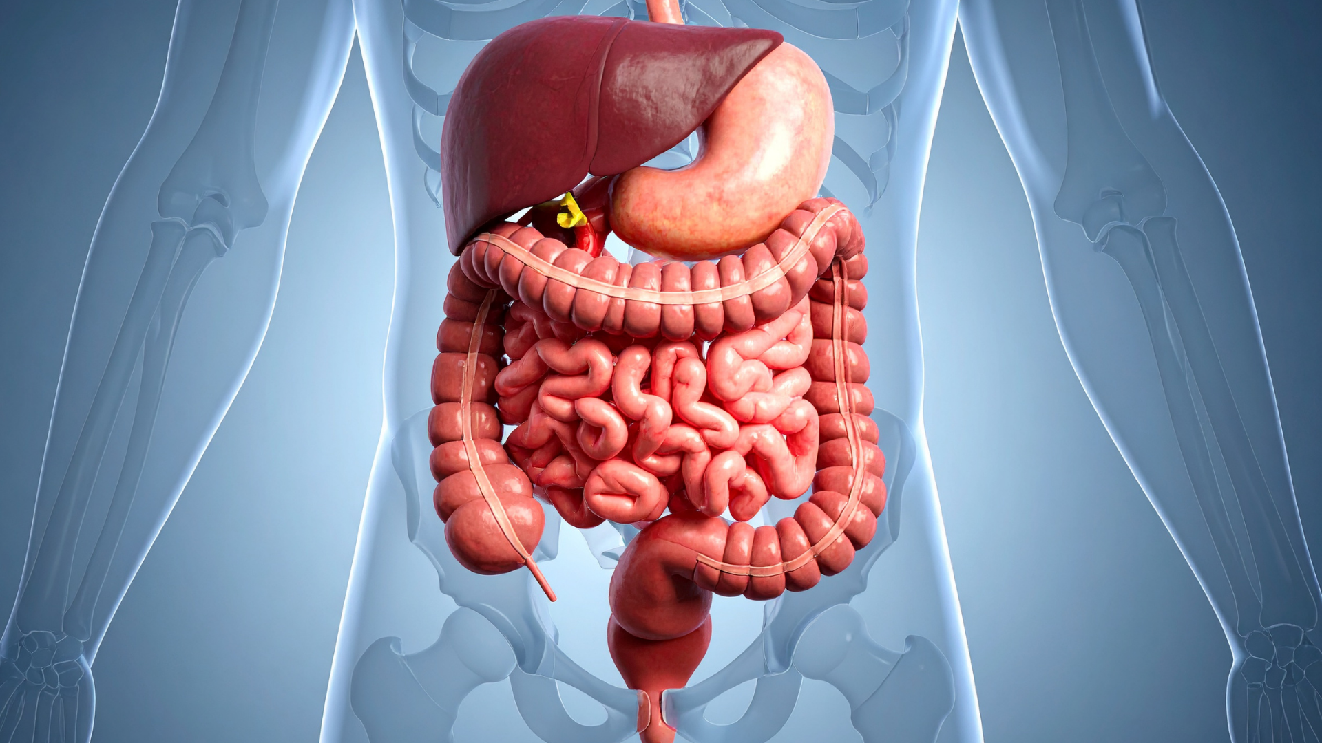 Why Gut Health Is the Foundation of Your Well-Being