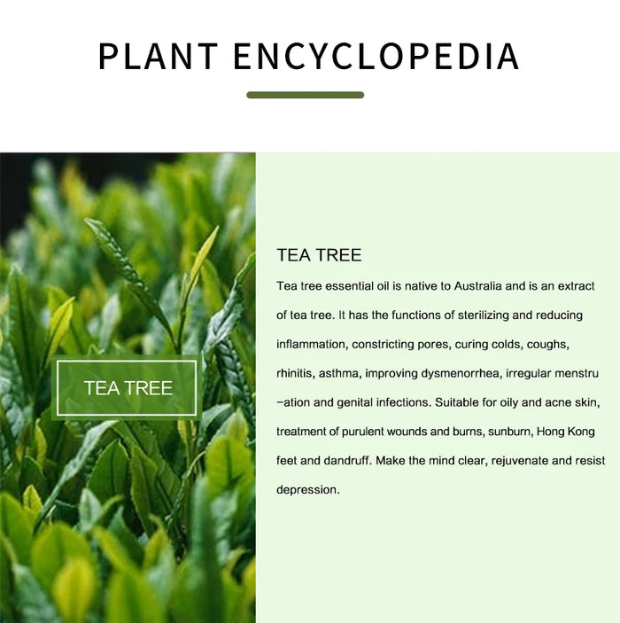 100% Pure Tea Tree Essential Oil - High Quality Tea Tree Oil For Skin, Hair, Dry Scalp, Nails, Aromatherapy And Diffuser