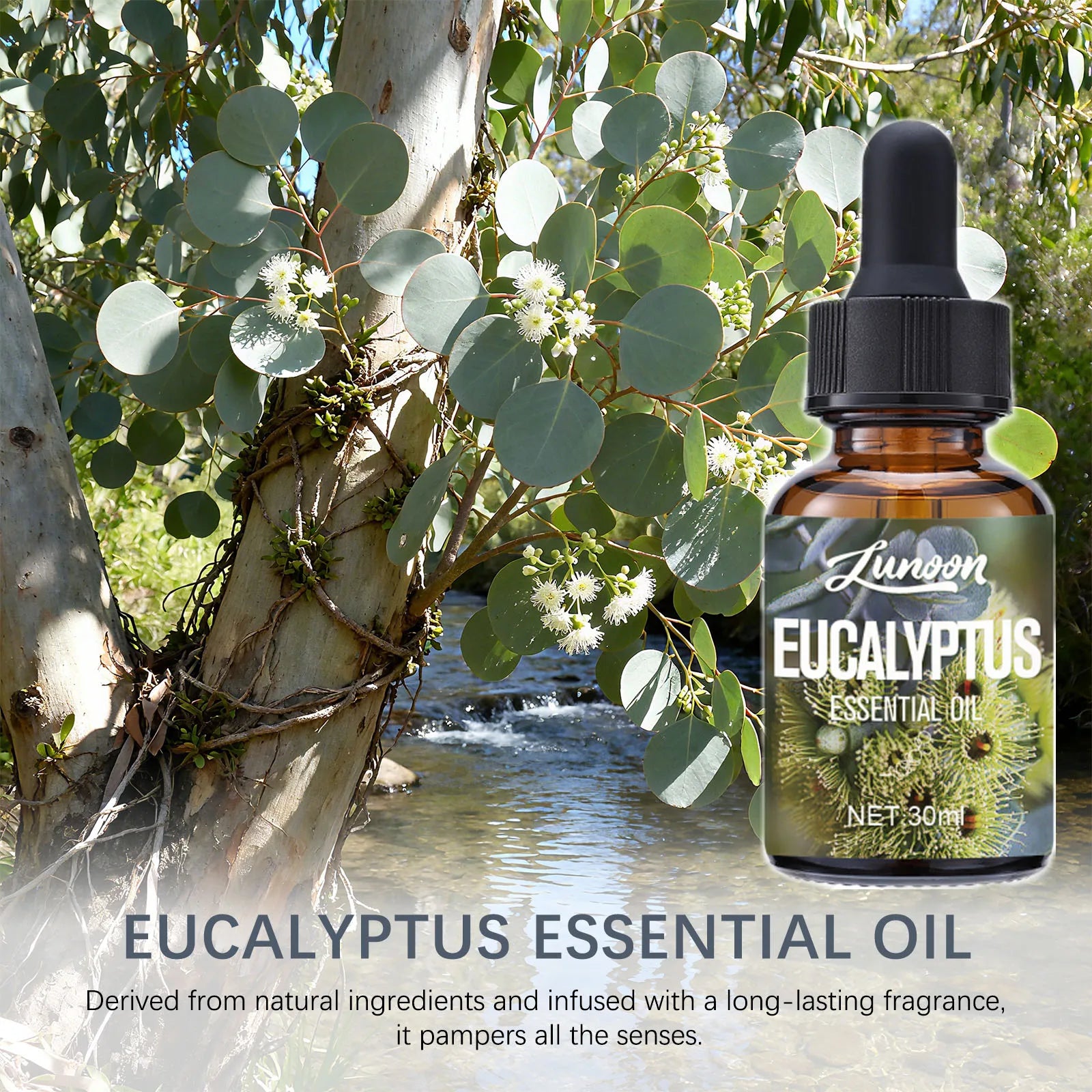 eucalyptus
