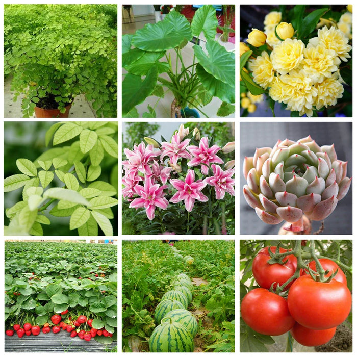 30 G Compound Amino Acid Fertilizer Powder Npk Nitrogen-phosphate-potassium Safe Supplement Plant Nutrition For Garden