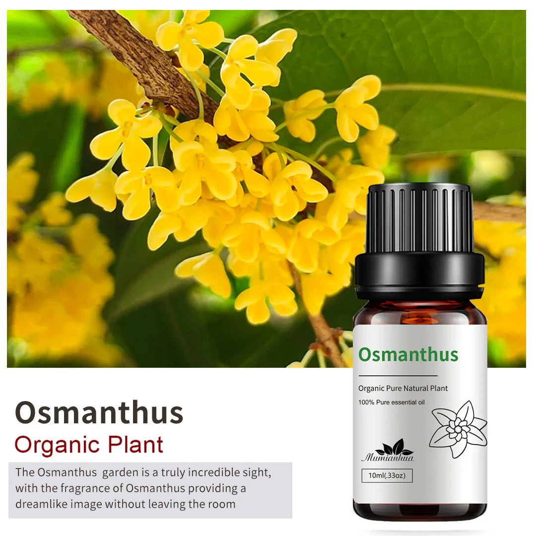 osmanthus