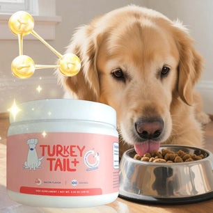 Dog intestinal flora regulation Dog Digestive Support Improved Digestion Supplement Pet Supplies for Puppy Travel Wellness