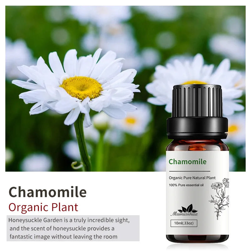 chamomile